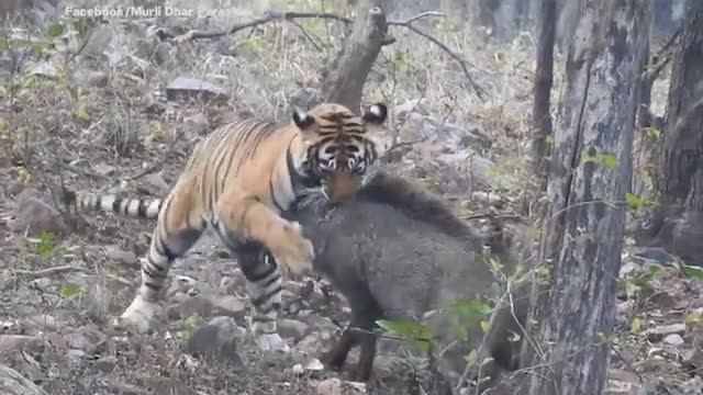Hổ và lợn rừng kịch chiến trong trận chiến sinh tử