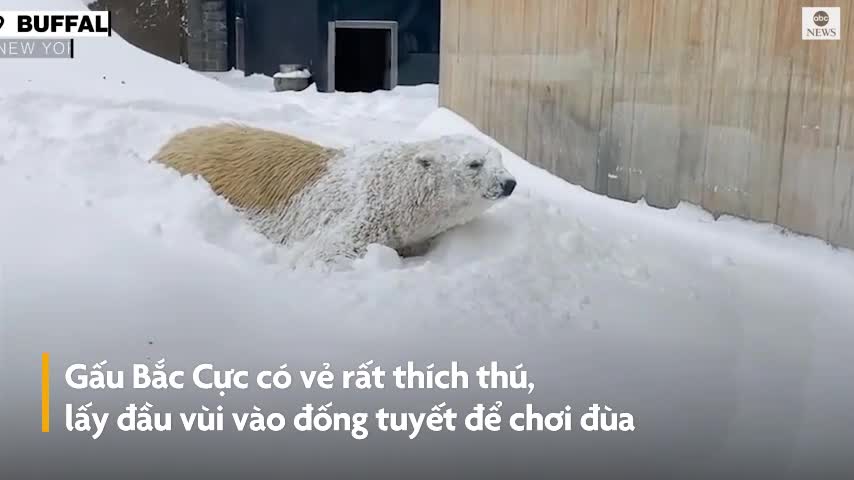 Gấu Bắc Cực chơi đùa dưới tuyết ở sở thú New York  2sao
